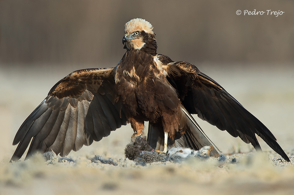 Aguilucho lagunero (Circus aeruginosus)